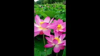 日韩荷花视频网站在线播放,日韩视频网站上的美丽瞬间