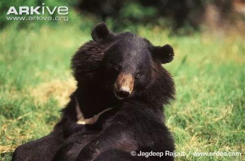 亚洲黑熊变种视频,神秘生物的惊悚面纱