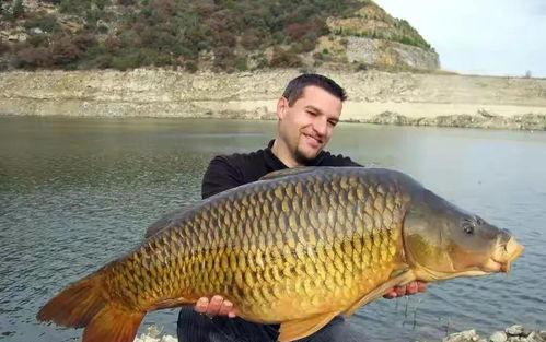 亚洲鲤鱼战斗视频,水下生态奇观再现