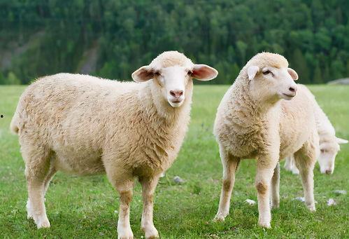 三只羊吃瓜黑料爆料网,揭秘网络舆论背后的真相